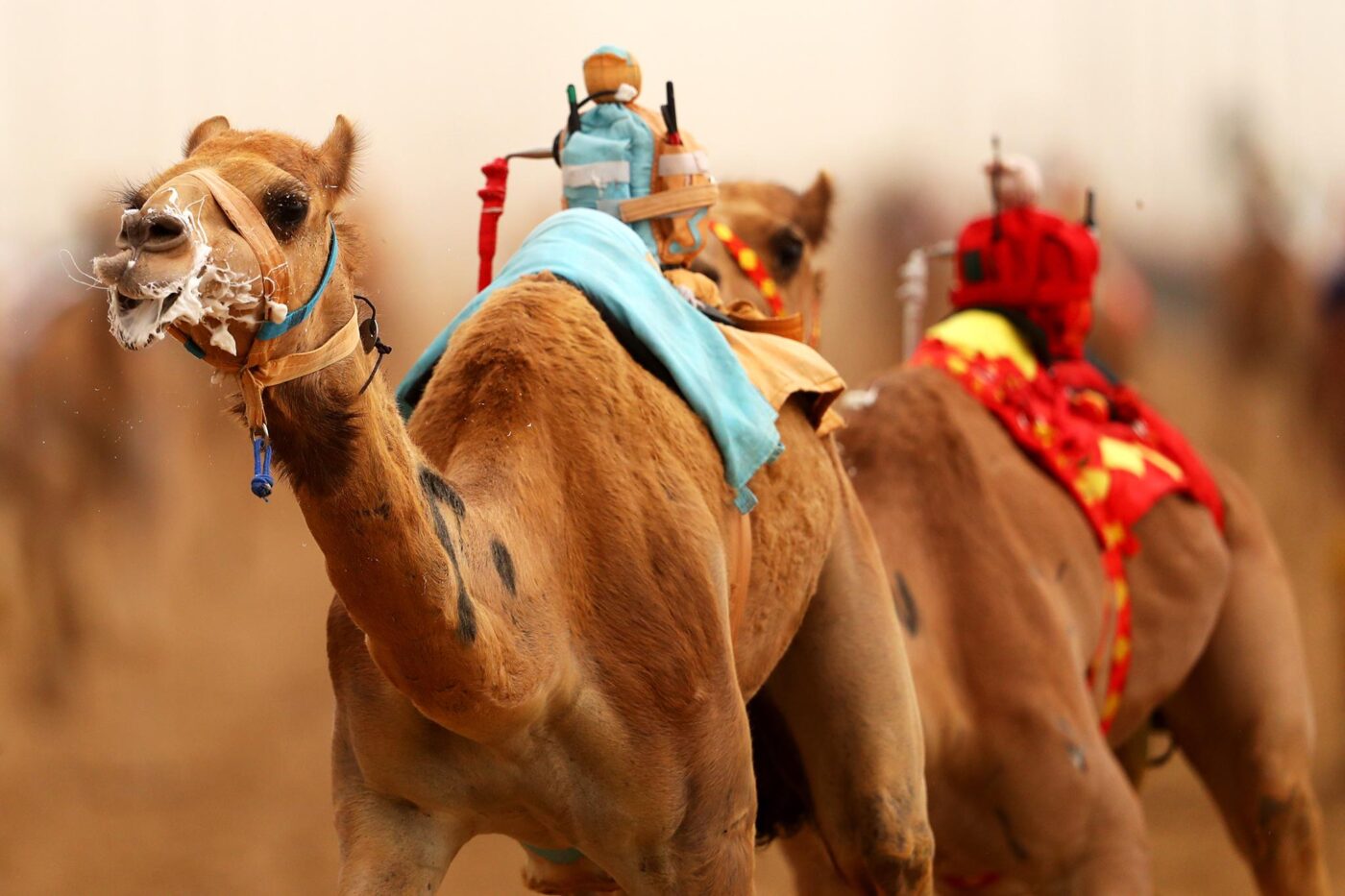 Carreras de camellos